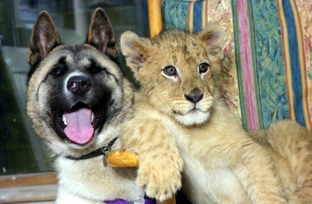 В 1998 году в зоопарке Глазго (Шотландия) возникла нерушимая дружба собаки породы акита по кличке Конеко и львёнка по кличке Сэм.