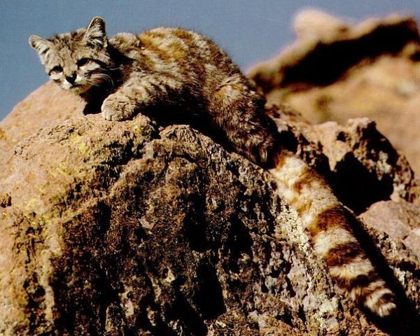 Андская горная кошка - одна из редчайших в мире пород.jpg