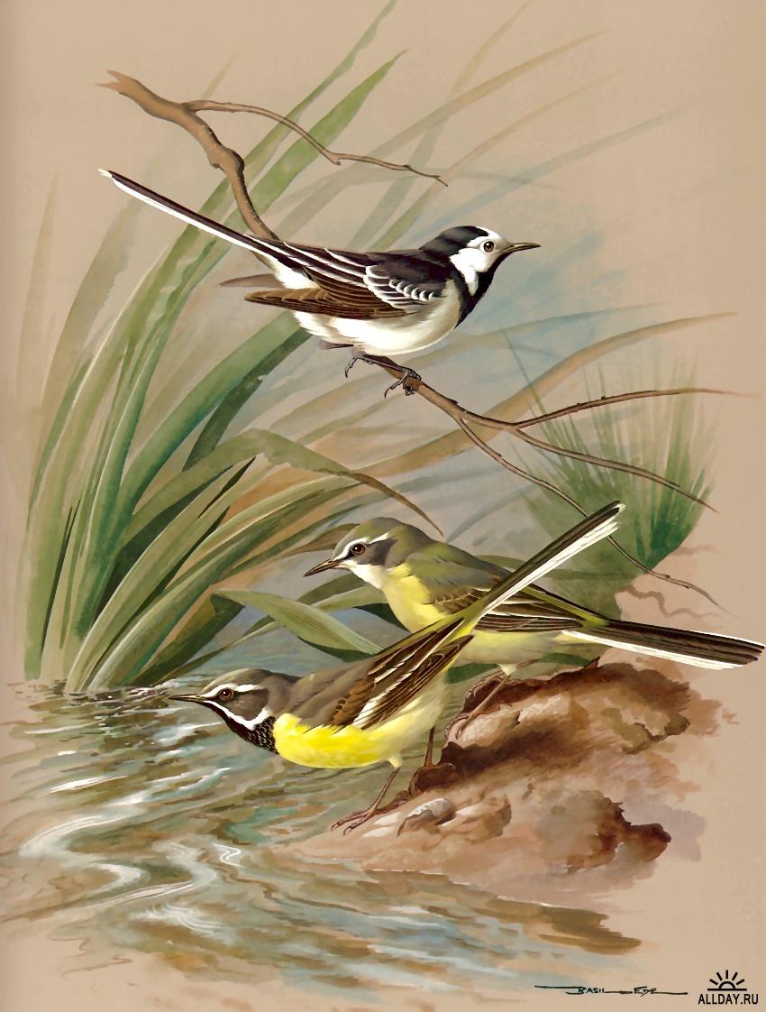 1229449295_s4-basilede012-piedwagtailandgreywagtail.jpg