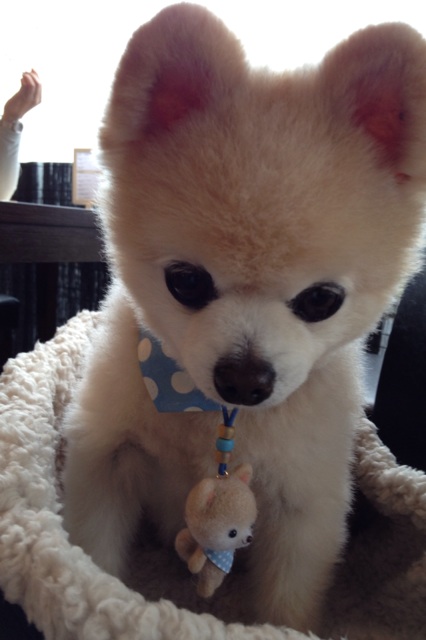 Shunsuke16.jpg