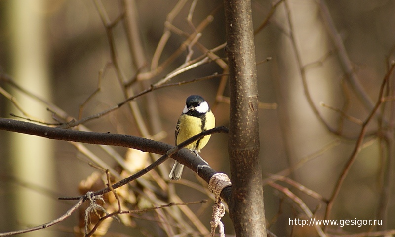 Большая синица, Great Tit