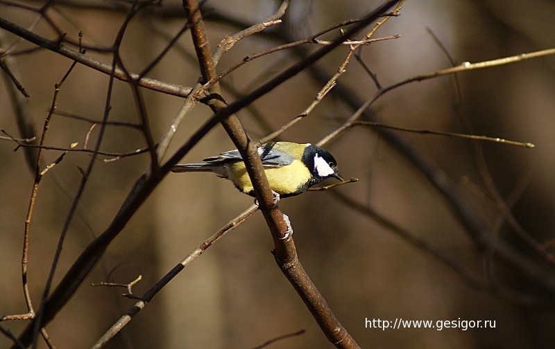 Большая синица, Great Tit