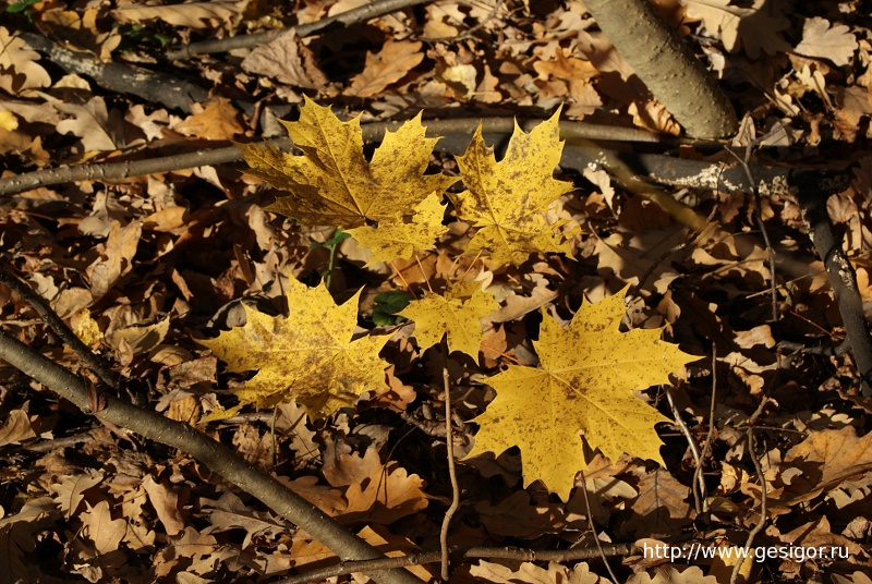 Клён остролистный, Acer platanoides