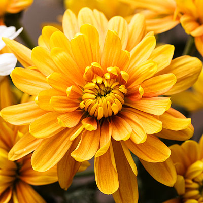 chrysanthemum.jpg