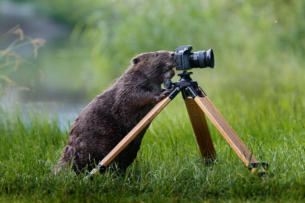 Beaver.jpeg
