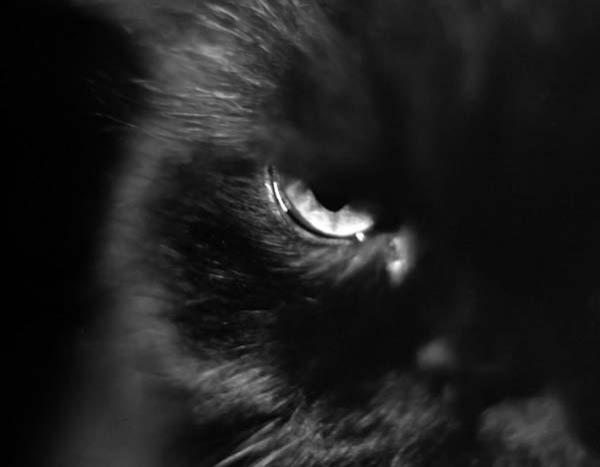 черный кот.jpg