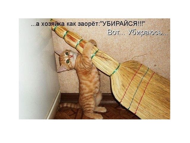 кот и веник.jpeg