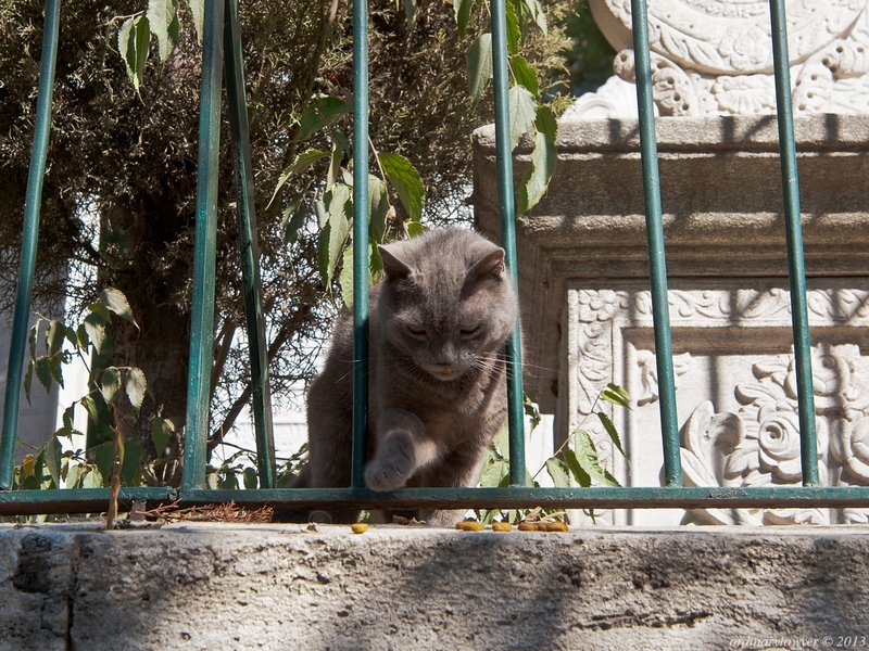 Istanbul_IX.2013_2063.jpg