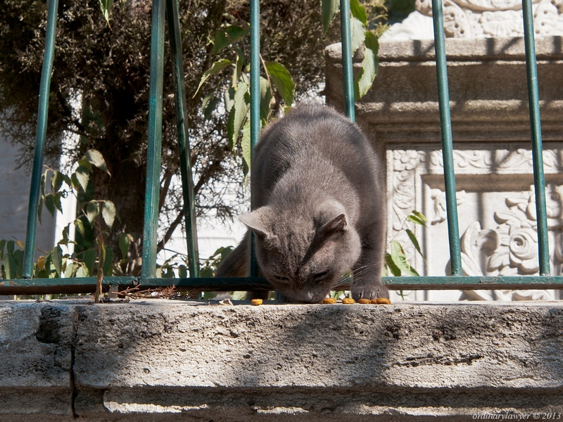 Istanbul_IX.2013_2062.jpg