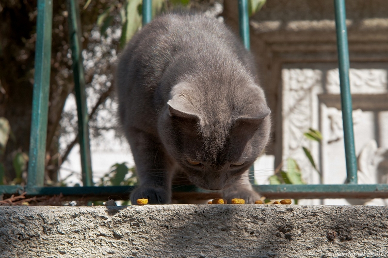 Istanbul_IX.2013_2065.jpg