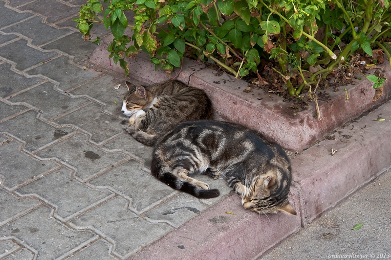 Istanbul_IX.2013_2355.jpg