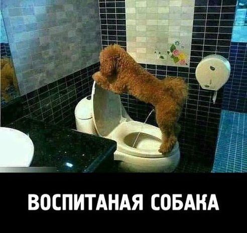 восп собака.jpg