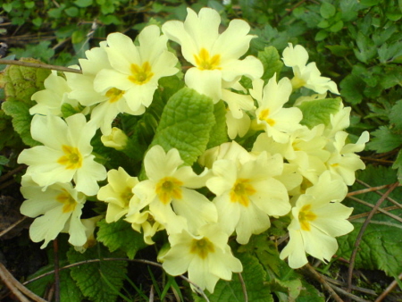 primula2.jpg