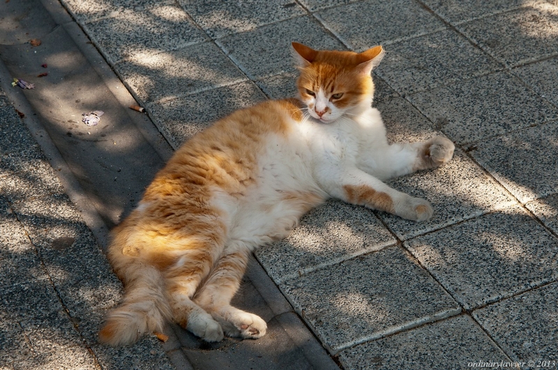 Istanbul_IX.2013_0533.jpg