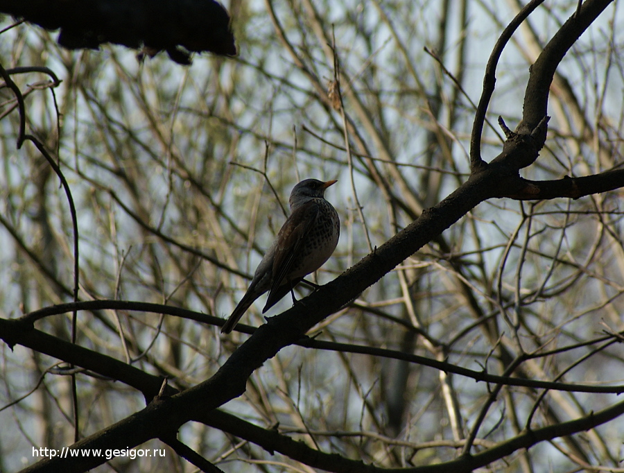 Рябинник, Turdus pilaris