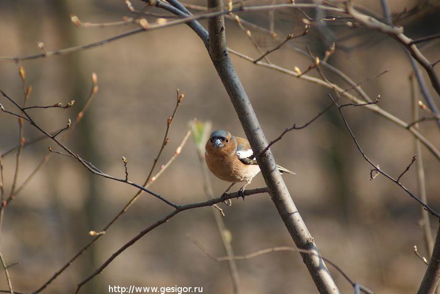 Зяблик, Fringilla coelebs