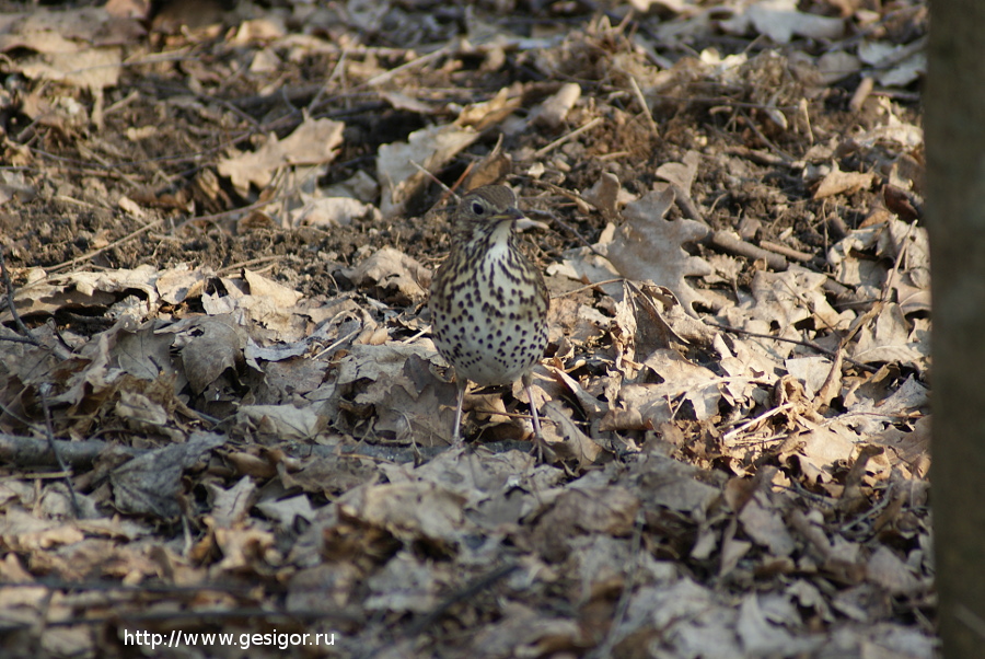 Певчий дрозд, Turdus philomelos