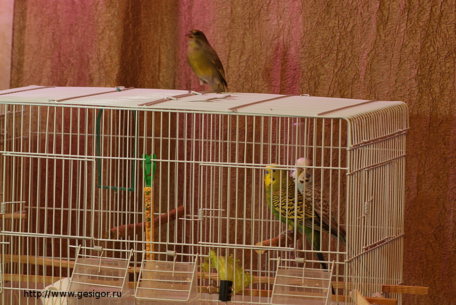 Зеленушка (лесная канарейка) сидит на клетке с волнистыми попугаями