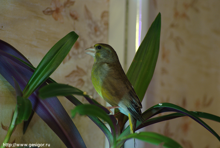 Обыкновенная зеленушка, European Greenfinch (Carduelis chloris)