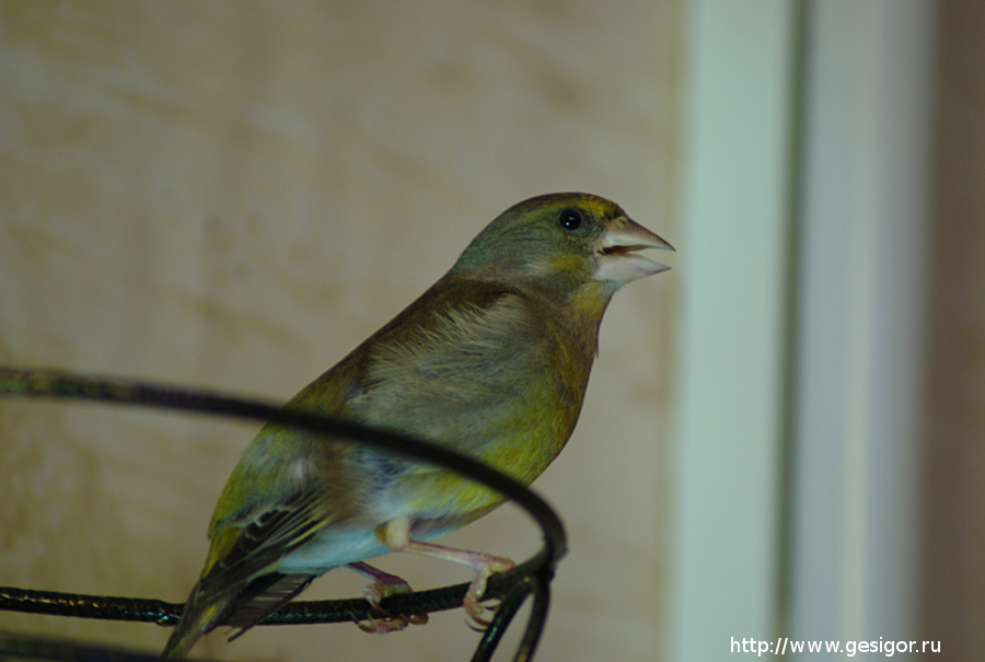 Обыкновенная зеленушка, European Greenfinch (Carduelis chloris)