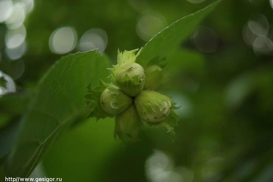 Лещина обыкновенная, Corylus avellana