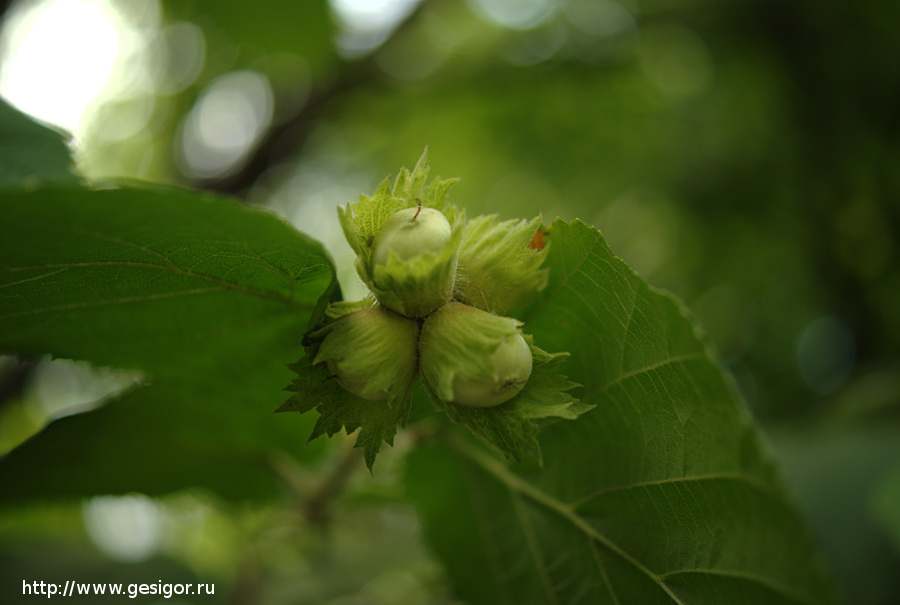 Лещина обыкновенная, Corylus avellana