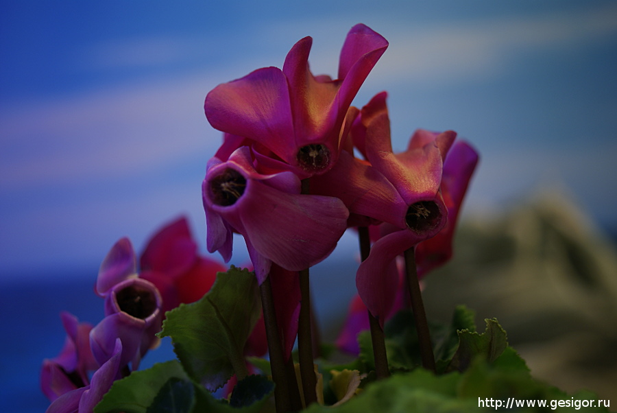 Цикламен, Cyclamen