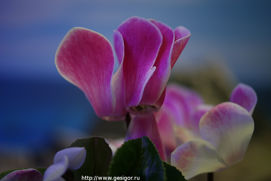 Цикламен, Cyclamen