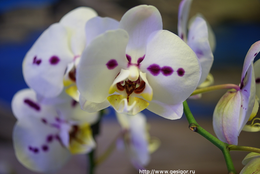 Орхидея, Фаленопсис, Phalaenopsis