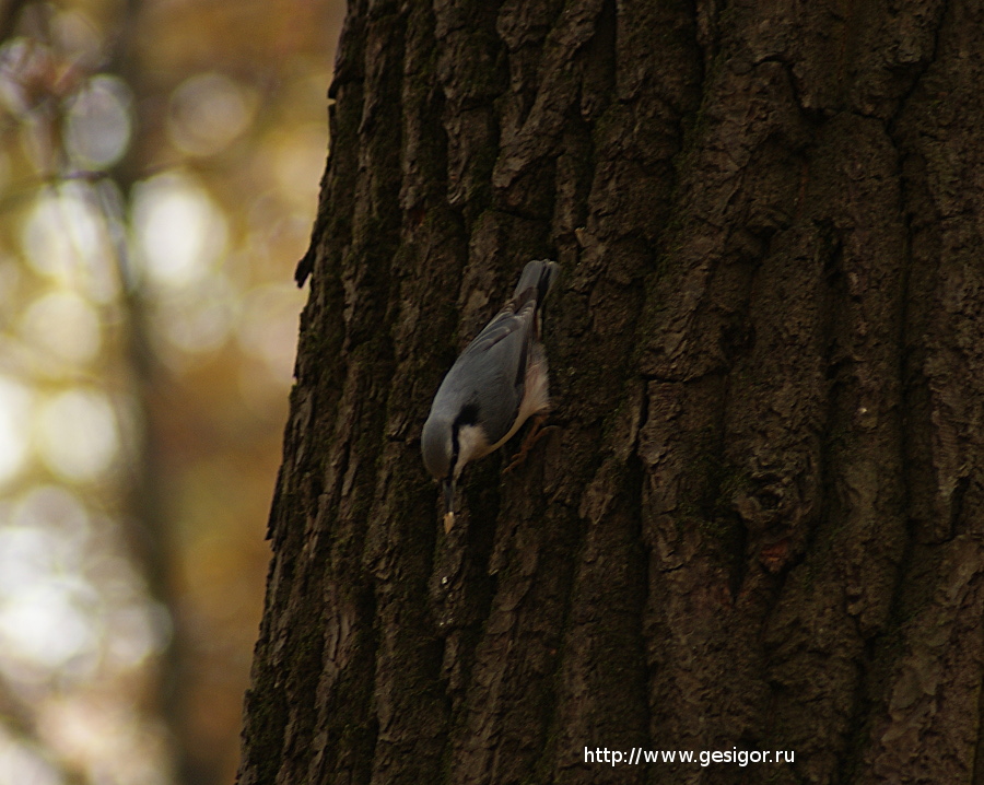 Обыкновенный поползень, Eurasian Nuthatch