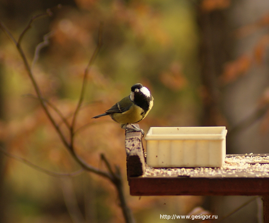 Большая синица, Great Tit