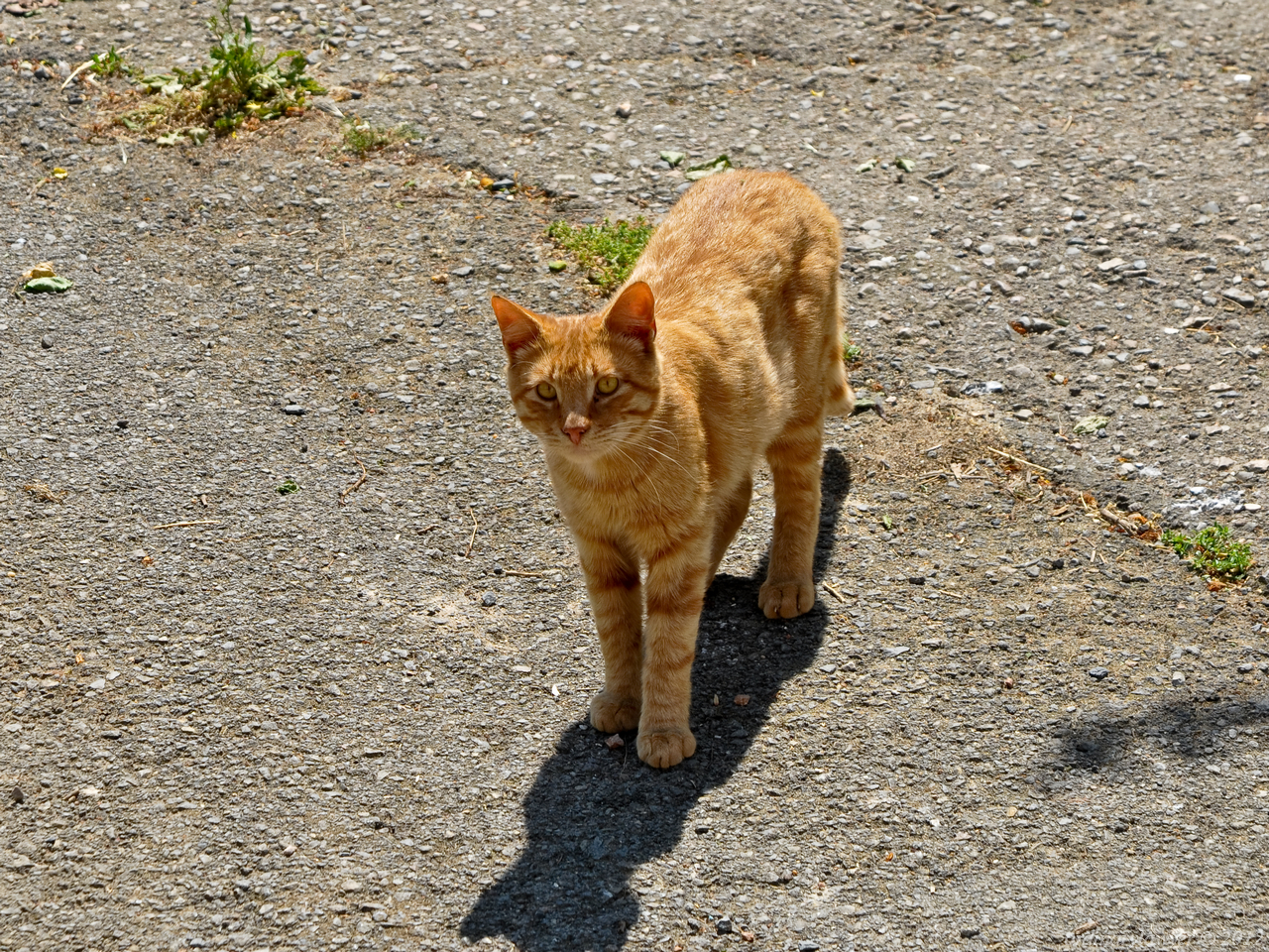 Istanbul_20110523_1079_rs_w.jpg