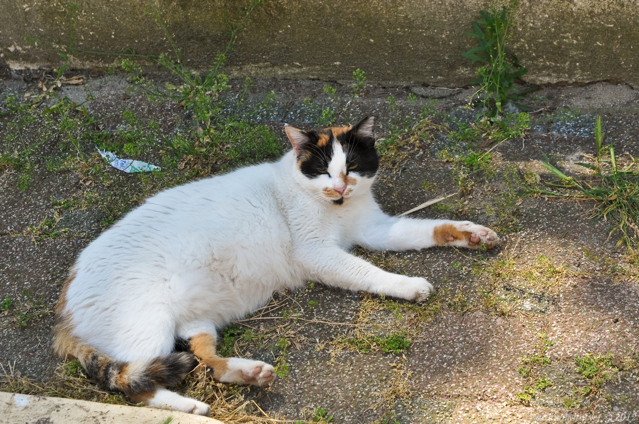 Istanbul_20110523_1055_rs_w.jpg