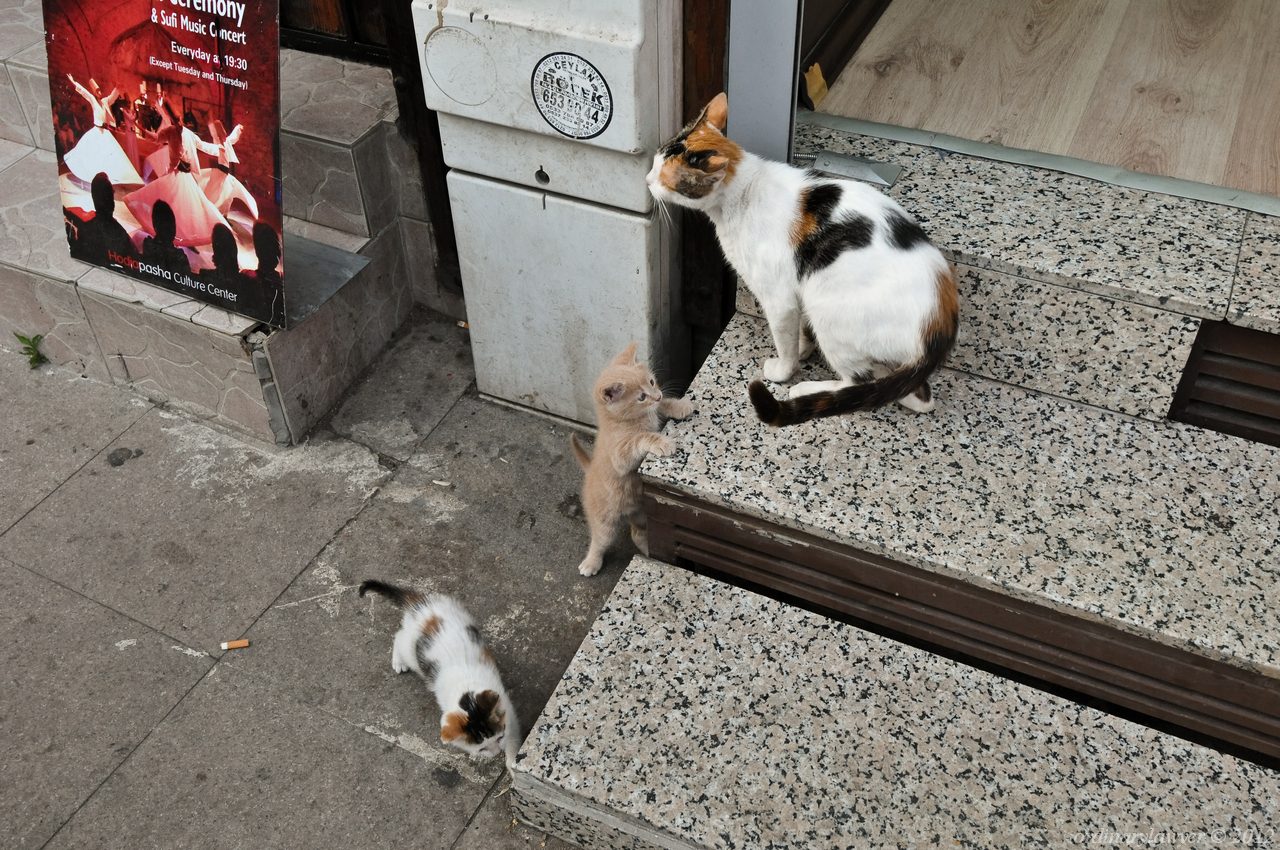 Istanbul_20110520_1202_rs_w.jpg