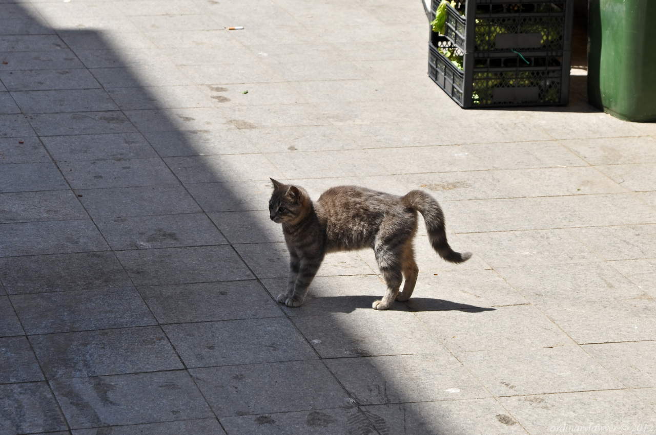 Istanbul_20110523_1048_rs_w.jpg