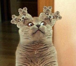 fraktal-cat.jpg