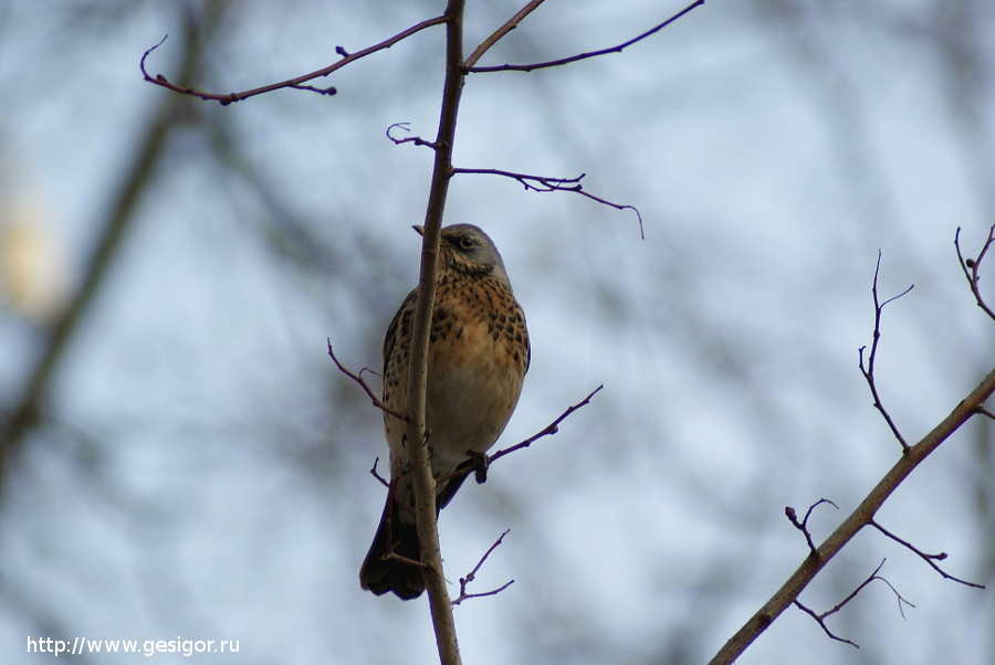 Рябинник, Turdus pilaris