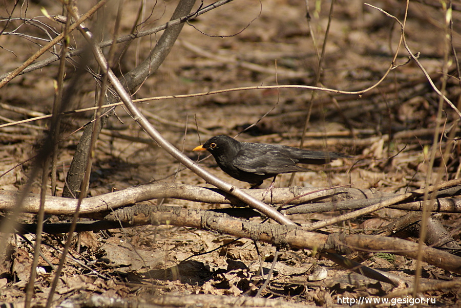 Чёрный дрозд<br />Turdus merula