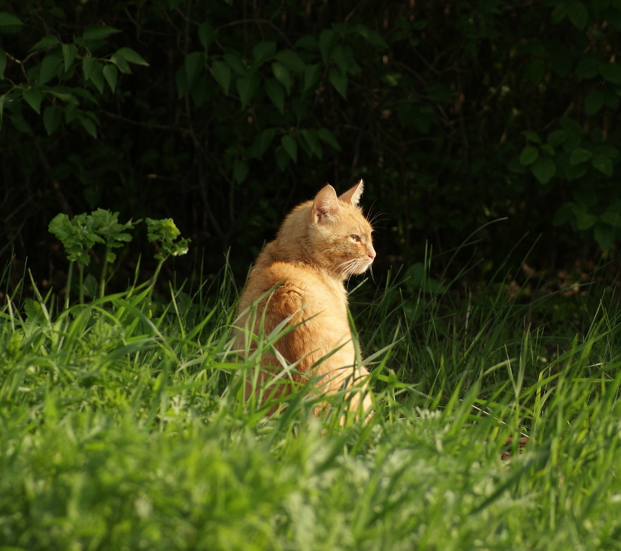 Кот в вечерних лучах солнца