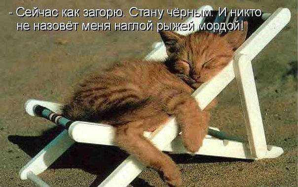 котенок.jpg