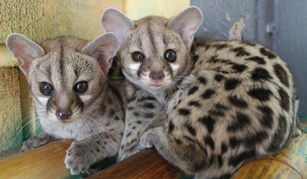 genet.jpg