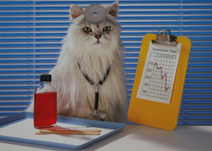 Кошка-доктор.jpg