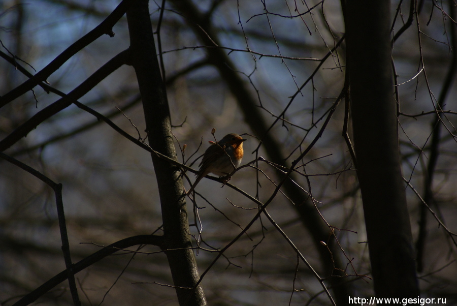 Малиновка (Erithacus rubecula), Зарянка