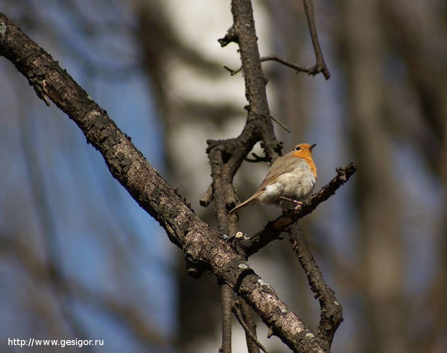 Малиновка (Erithacus rubecula), Зарянка