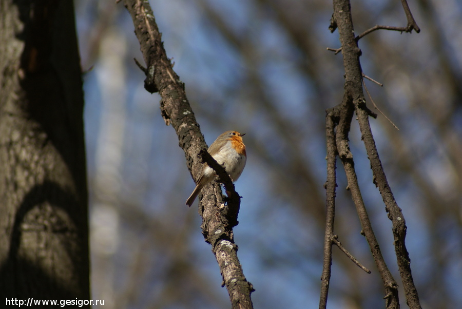 Малиновка (Erithacus rubecula), Зарянка