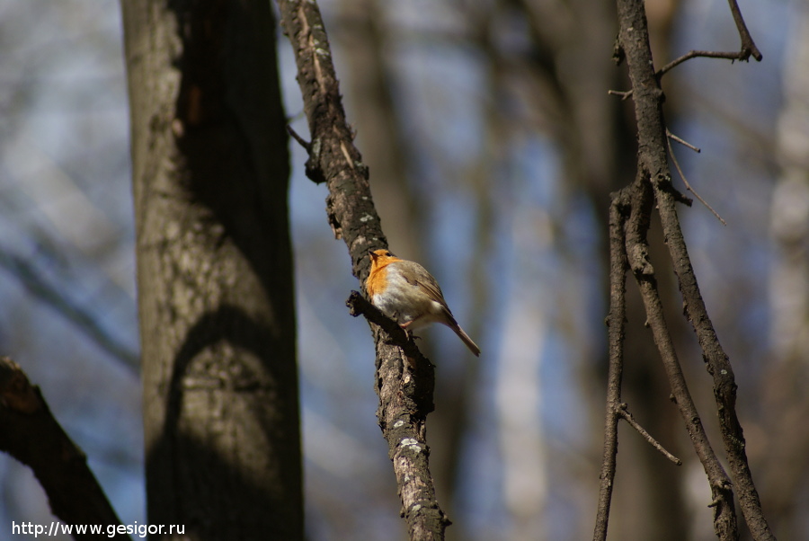 Малиновка (Erithacus rubecula), Зарянка