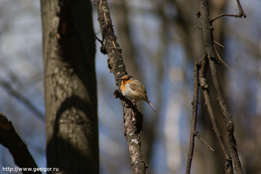 Малиновка (Erithacus rubecula), Зарянка