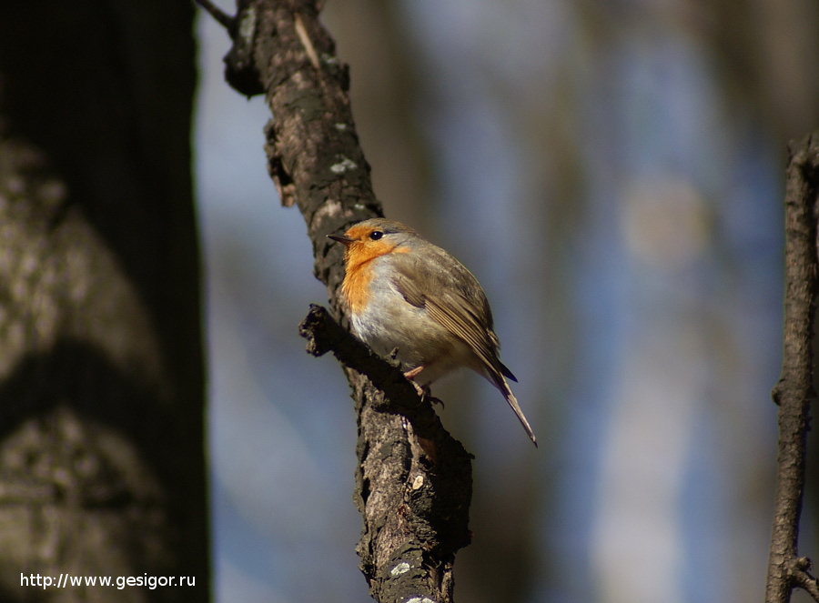 Малиновка (Erithacus rubecula), Зарянка