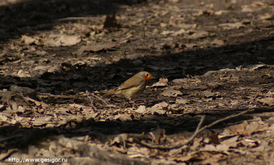 Малиновка (Erithacus rubecula), Зарянка