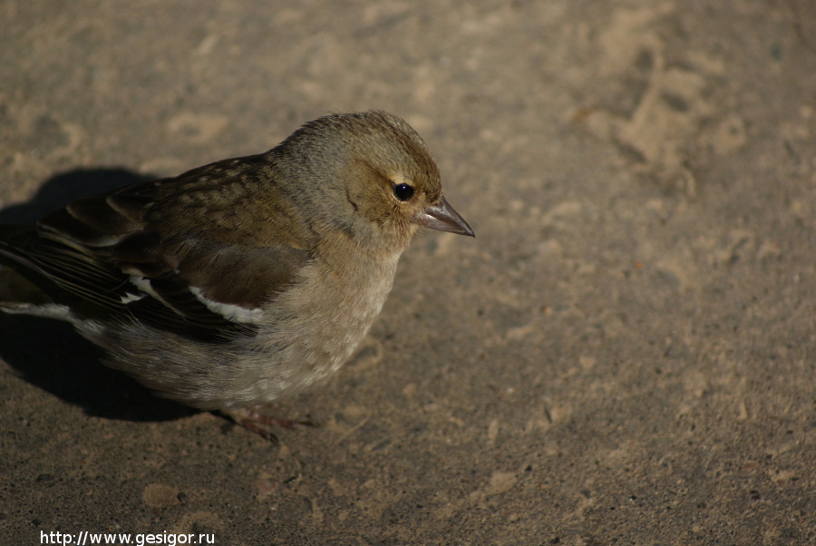 Зяблик, Fringilla coelebs